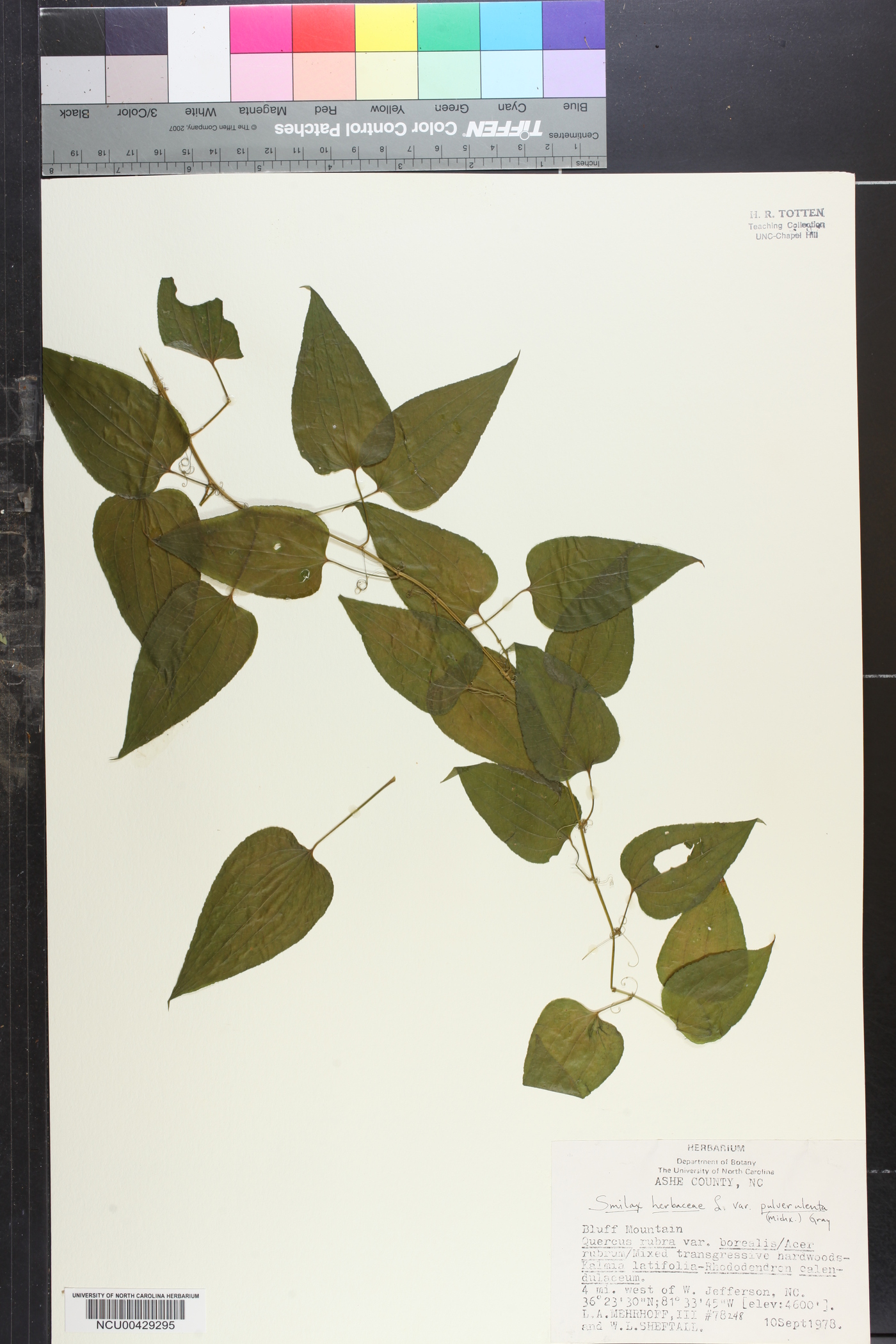 Smilax herbacea var. pulverulenta image