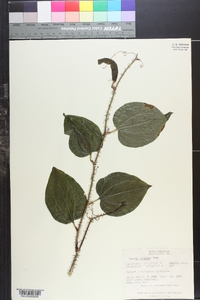 Smilax tamnoides image