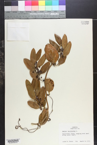 Smilax laurifolia image