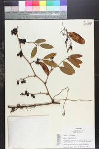 Smilax laurifolia image