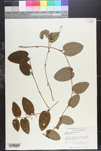 Smilax pumila image