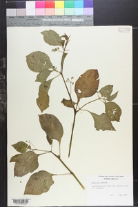 Solanum ptychanthum image