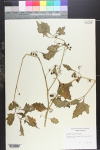 Image of Solanum atriplicifolium