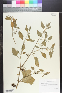 Solanum auriculatum image