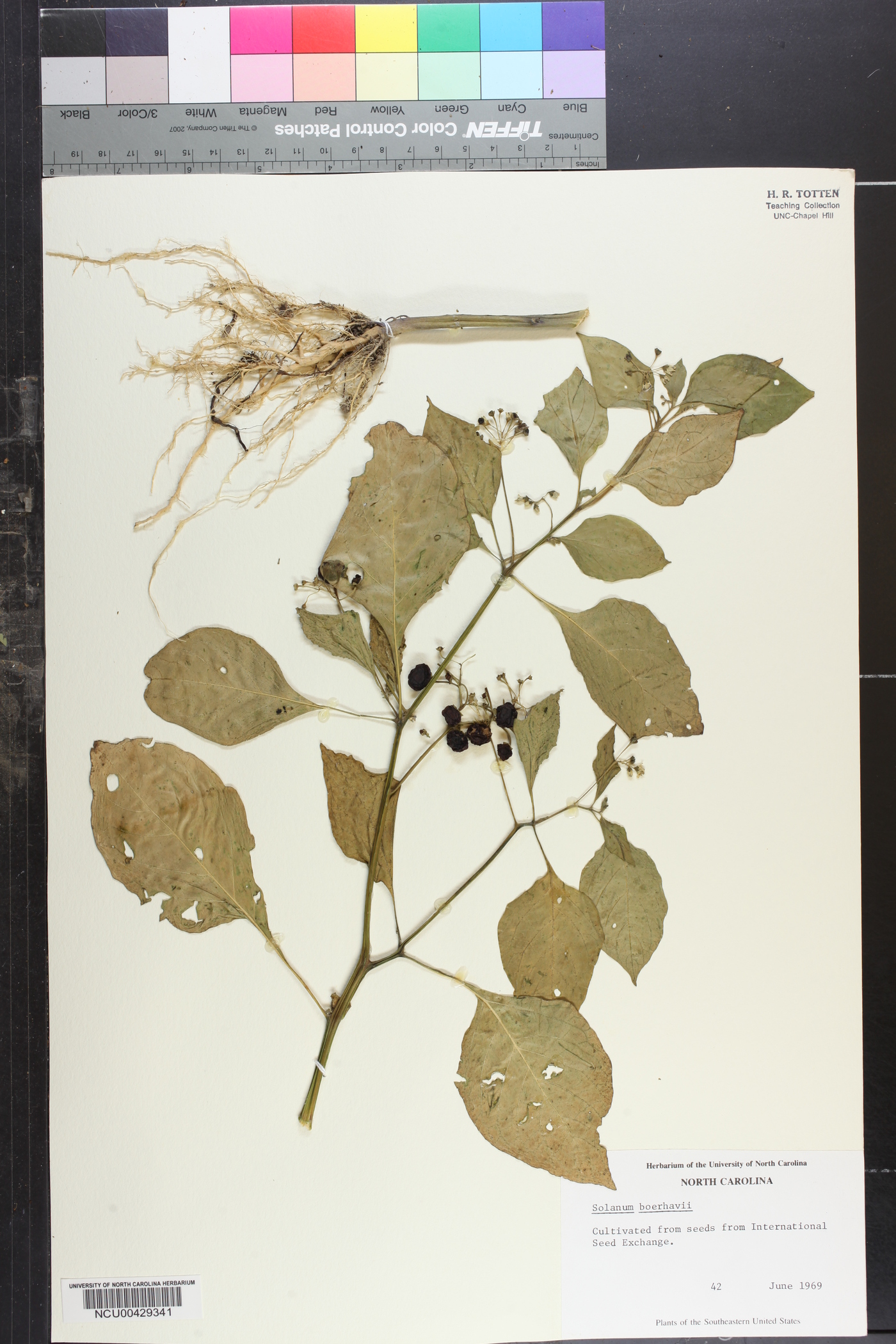Solanum laxum image