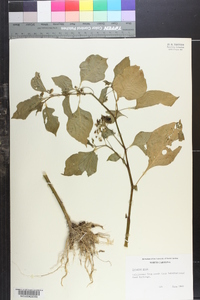 Image of Solanum gilo