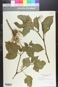 Solanum glaucum image