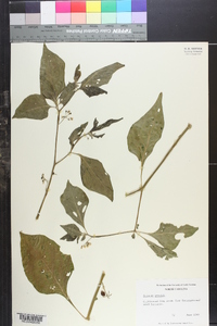 Solanum gracile image
