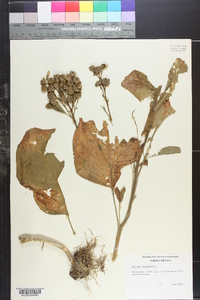 Image of Solanum hernandesii