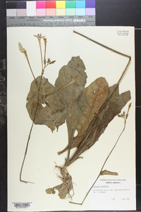 Image of Solanum persicifolium
