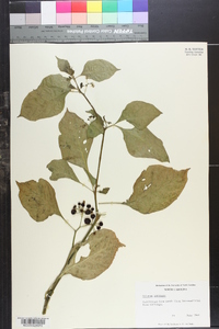 Solanum paranense image