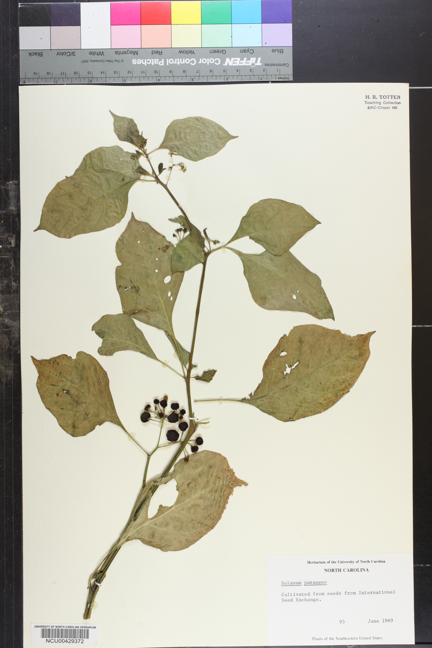 Solanum paranense image