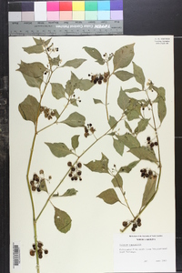 Image of Solanum saponaceum