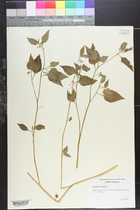 Solanum sinaicum image