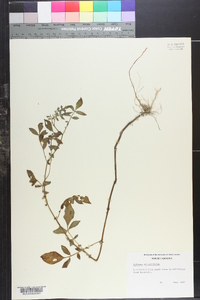 Solanum stoloniferum image