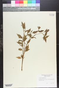 Solanum tripartitum image
