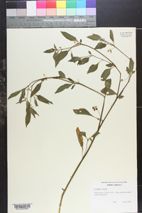 Image of Solanum vernei
