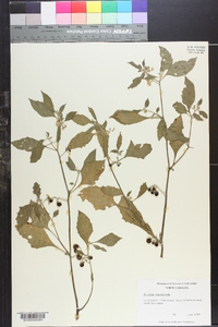 Solanum verrucosum image