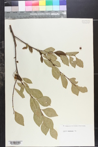 Styrax americanus image