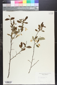 Styrax americanus image
