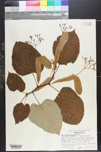 Tilia heterophylla image