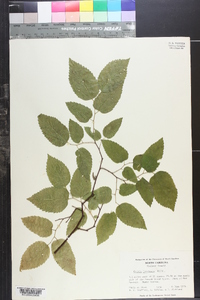 Celtis laevigata image