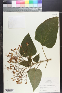 Clerodendrum trichotomum image