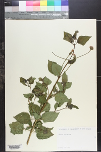 Lantana horrida image