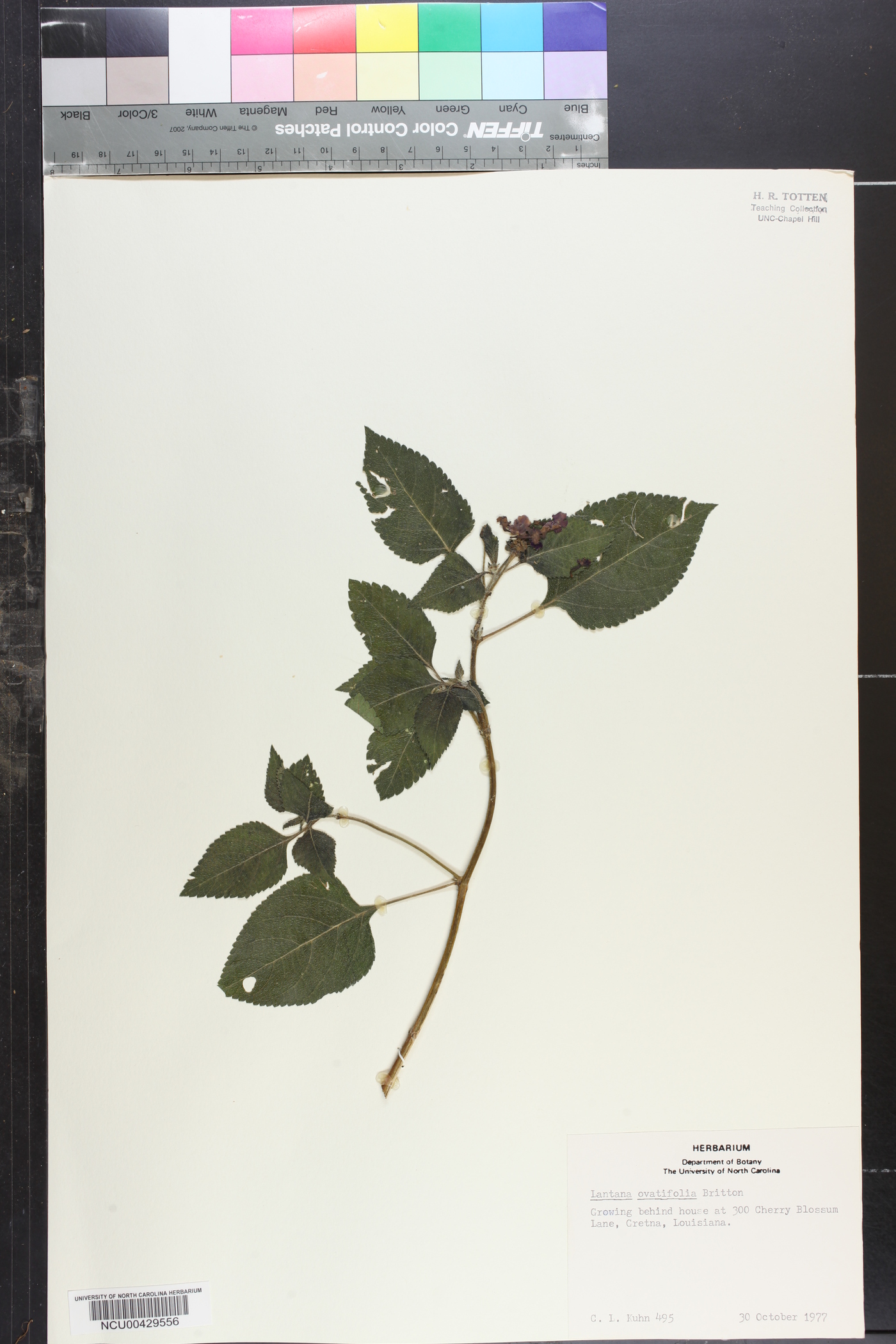 Lantana ovatifolia image