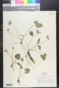 Viola palmata var. triloba image