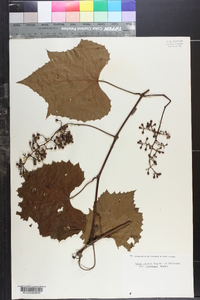 Vitis cinerea image