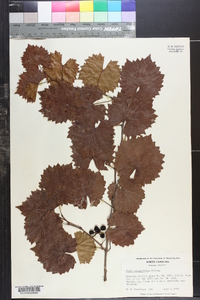 Vitis rotundifolia image