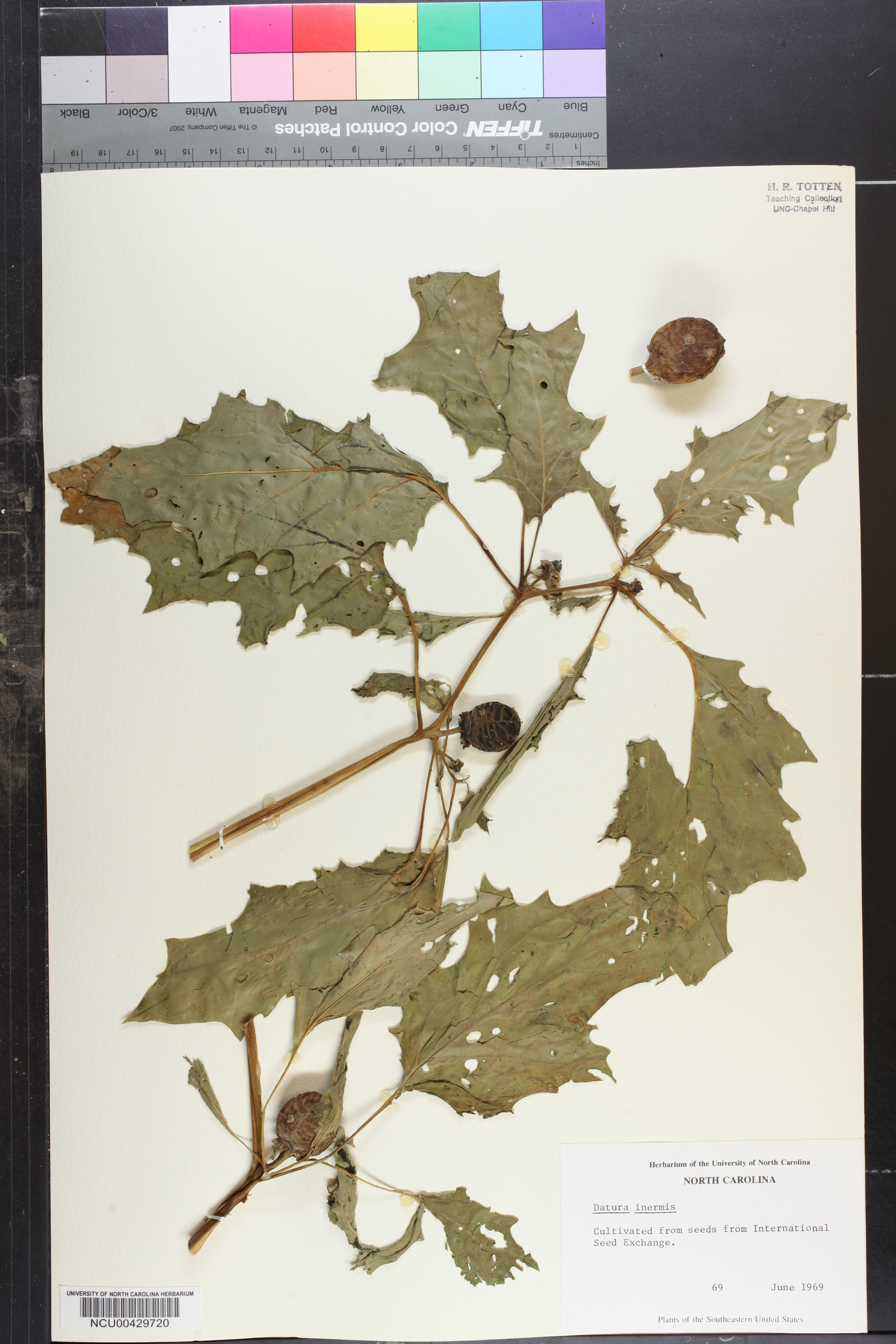 Datura inermis image