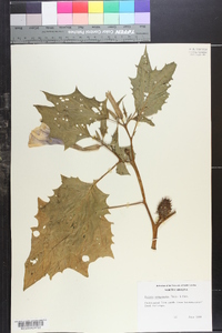 Datura sanguinea image