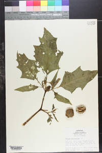 Datura stramonium image