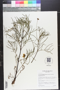 Coreopsis grandiflora image