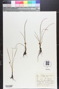 Hypoxis wrightii image