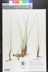 Eleocharis wolfii image