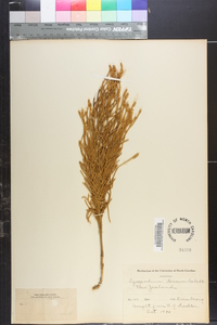 Lycopodium densum image