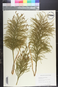 Lycopodium deuterodensum image