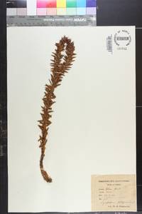 Lycopodium phlegmaria image