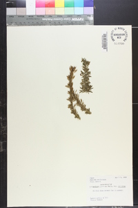 Lycopodium serratum image