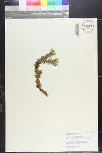 Lycopodium serratum image