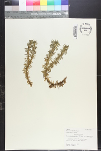 Lycopodium serratum image