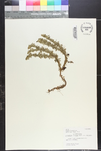 Lycopodium serratum image