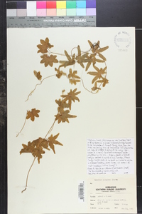 Lygodium palmatum image