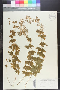 Lygodium palmatum image