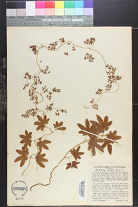 Lygodium palmatum image