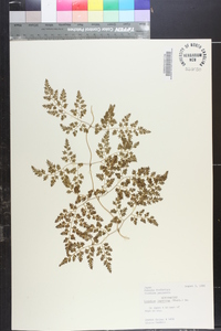 Lygodium japonicum image