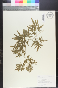 Lygodium japonicum image